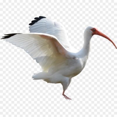 Ibis-PNG-Images-HD.png