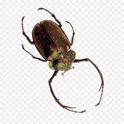 Insect-Bug-Download-Free-PNG-Z4QX8ONL.png