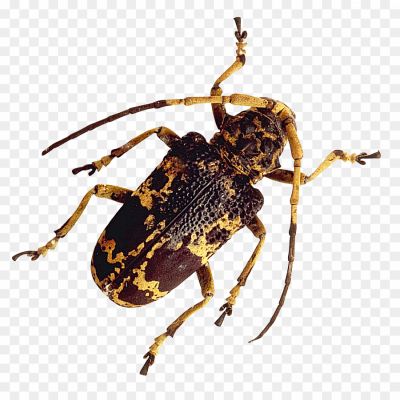 Beetle Bug, Insect, Beetle Species, Bug With A Beetle-like Appearance, Insect Morphology, Beetle Bug Identification, Beetle Bug Behavior, Beetle Bug Habitat, Beetle Bug Diet, Beetle Bug Adaptations