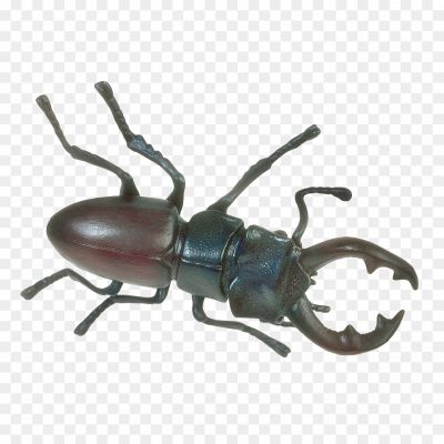 Beetle Bug, Insect, Beetle Species, Bug With A Beetle-like Appearance, Insect Morphology, Beetle Bug Identification, Beetle Bug Behavior, Beetle Bug Habitat, Beetle Bug Diet, Beetle Bug Adaptations