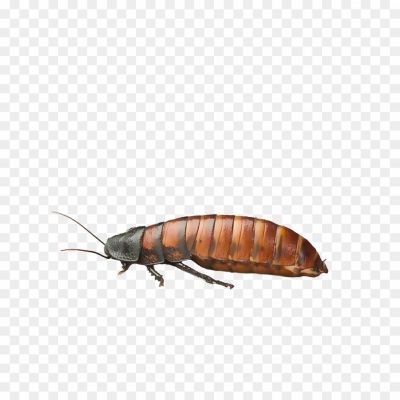 Insect-Bug-Transparent-Background-6URJE1A6.png