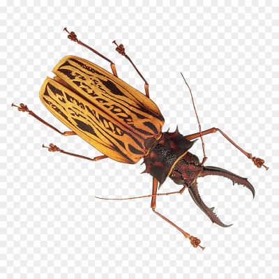 Beetle Bug, Insect, Beetle Species, Bug With A Beetle-like Appearance, Insect Morphology, Beetle Bug Identification, Beetle Bug Behavior, Beetle Bug Habitat, Beetle Bug Diet, Beetle Bug Adaptations