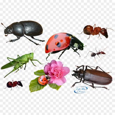 Insect-Download-Free-PNG-Y6OQK7HM.png PNG Images Icons and Vector Files - pngsource