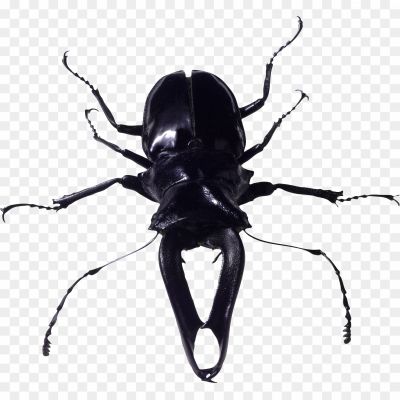 Insect-PNG-HD-Quality-80YECN5M.png