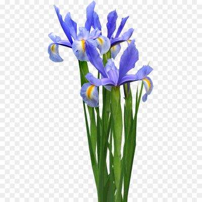 Iris-PNG-Pic-FNLW17TF.png