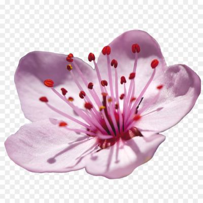 Japanese-Blossom-Flower-Transparent-PNG-QKYWI0ZJ.png
