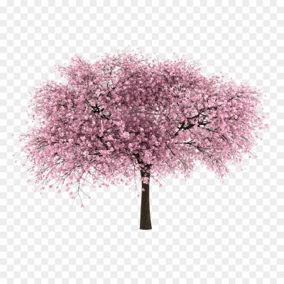 Japanese-Flowering-Cherry-PNG-File-VHOZTYHQ.png