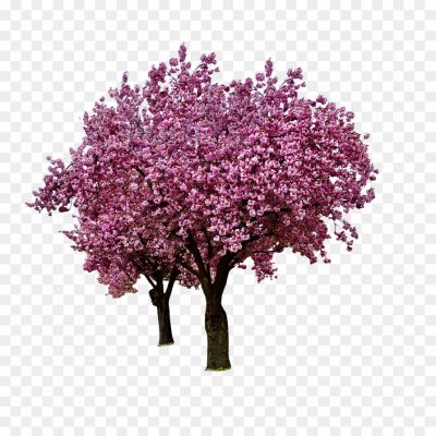 Japanese-Flowers-On-Tree-Background-PNG-Image-CT40HPBZ.png