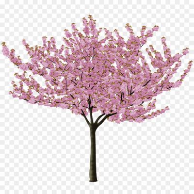 Japanese-Spring-Blossom-Flower-Transparent-PNG-OWI2E3VY.png