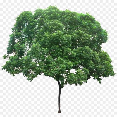 Japanese-Tree-Transparent-PNG-MVO02H4K.png