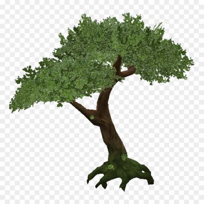 Jungle-Tree-PNG-Transparent-HRYETQBU.png