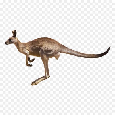 Kangaroo-No-Background-RWI4VTD6.png PNG Images Icons and Vector Files - pngsource