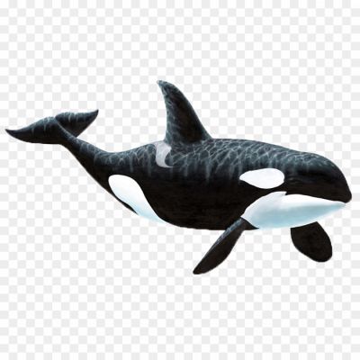 Killer-Whale-PNG-Photo-Clip-Art-Image-TQ7QW4RR.png