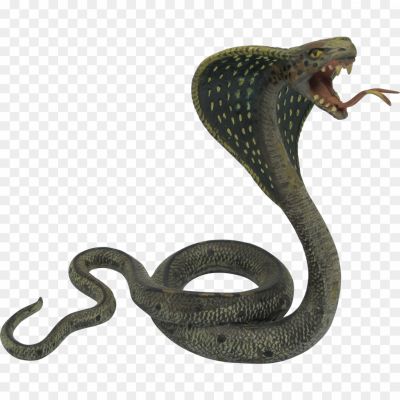 King-Cobra-Download-Free-PNG-31VGB8KJ.png