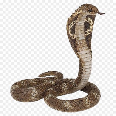 King Cobra, Snake, Venomous, Elapid, Ophiophagus Hannah, Largest Venomous Snake, Hooded, Iconic Serpent, Venom Delivery System, Snakebite, Potent Neurotoxic Venom, King Cobra Habitat, King Cobra Behavior, King Cobra Diet, King Cobra Reproduction, King Cobra Conservation, Snake Handling