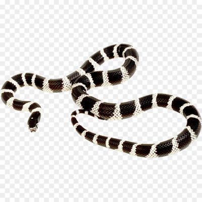 Kingsnakes, Snake, Constrictor, Nonvenomous, Colubrid, Smooth Scales, Patterned, Various Colors, King Snake Species, Snake Morphology, Snake Behavior, Snake Diet, Snake Habitat, Snake Reproduction, Snake Symbolism, Pet Snakes, Kingsnake Care