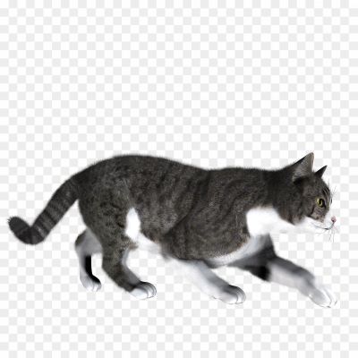 Kitten-Transparent-Background-LXYI3YTF.png