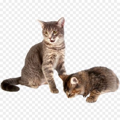 Kitten-Transparent-PNG-R9J9J457.png PNG Images Icons and Vector Files - pngsource
