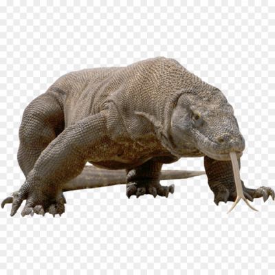 Komodo Dragon, Reptile, Largest Lizard, Varanus Komodoensis, Carnivorous, Apex Predator, Venomous Bite, Komodo National Park, Indonesia, Endangered Species, Monitor Lizard, Dragon-like Appearance, Powerful Jaw, Strong Tail, Scaly Skin, Komodo Dragon Habitat