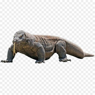 Komodo Dragon, Reptile, Largest Lizard, Varanus Komodoensis, Carnivorous, Apex Predator, Venomous Bite, Komodo National Park, Indonesia, Endangered Species, Monitor Lizard, Dragon-like Appearance, Powerful Jaw, Strong Tail, Scaly Skin, Komodo Dragon Habitat