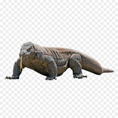 Komodo Dragon, Reptile, Largest Lizard, Varanus Komodoensis, Carnivorous, Apex Predator, Venomous Bite, Komodo National Park, Indonesia, Endangered Species, Monitor Lizard, Dragon-like Appearance, Powerful Jaw, Strong Tail, Scaly Skin, Komodo Dragon Habitat