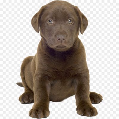 Labrador-Retriever-Transparent-PNG-IFXV3B2R.png