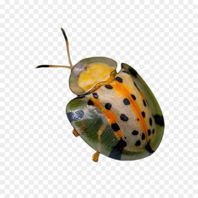 Ladybug, Ladybird, Beetle, Insects, Red And Black, Spots, Garden, Pest Control, Beneficial Insects, Small, Cute, Wings, Ladybug Larvae, Aphids, Gardeners' Friend, Natural Pest Control, Spring, Summer, Crawling, Flying, Garden Creatures.