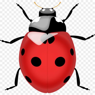 Ladybug, Ladybird Beetle, Insect, Small, Round Shape, Brightly Colored, Red Or Orange With Black Spots, Beneficial Insect, Garden Predator, Aphid Eater, Natural Pest Control, Biological Control Agent, Ladybug Species