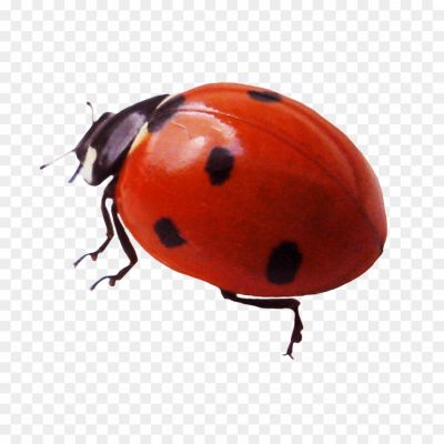 Ladybug, Ladybird Beetle, Insect, Small, Round Shape, Brightly Colored, Red Or Orange With Black Spots, Beneficial Insect, Garden Predator, Aphid Eater, Natural Pest Control, Biological Control Agent, Ladybug Species