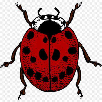 Ladybug, Ladybird Beetle, Insect, Small, Round Shape, Brightly Colored, Red Or Orange With Black Spots, Beneficial Insect, Garden Predator, Aphid Eater, Natural Pest Control, Biological Control Agent, Ladybug Species