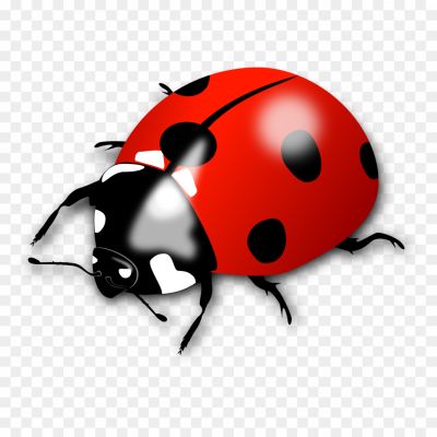 Ladybug, Ladybird Beetle, Insect, Small, Round Shape, Brightly Colored, Red Or Orange With Black Spots, Beneficial Insect, Garden Predator, Aphid Eater, Natural Pest Control, Biological Control Agent, Ladybug Species