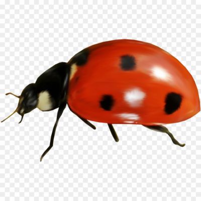 Ladybug, Ladybird Beetle, Insect, Small, Round Shape, Brightly Colored, Red Or Orange With Black Spots, Beneficial Insect, Garden Predator, Aphid Eater, Natural Pest Control, Biological Control Agent, Ladybug Species
