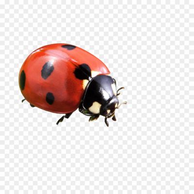 Ladybug, Ladybird, Beetle, Insects, Red And Black, Spots, Garden, Pest Control, Beneficial Insects, Small, Cute, Wings, Ladybug Larvae, Aphids, Gardeners' Friend, Natural Pest Control, Spring, Summer, Crawling, Flying, Garden Creatures.