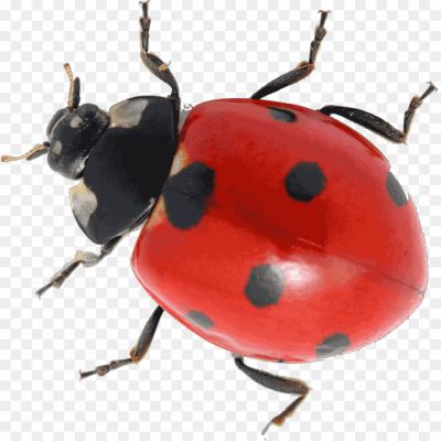 Ladybug, Ladybird Beetle, Insect, Small, Round Shape, Brightly Colored, Red Or Orange With Black Spots, Beneficial Insect, Garden Predator, Aphid Eater, Natural Pest Control, Biological Control Agent, Ladybug Species