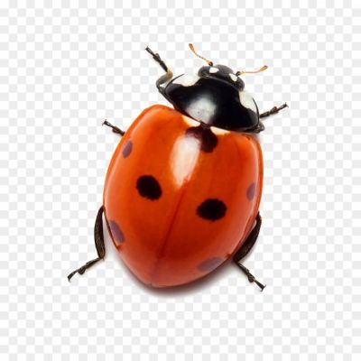 Ladybug, Ladybird Beetle, Insect, Small, Round Shape, Brightly Colored, Red Or Orange With Black Spots, Beneficial Insect, Garden Predator, Aphid Eater, Natural Pest Control, Biological Control Agent, Ladybug Species