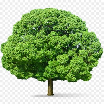 Landscaping-Tree-PNG-Image-ZHLC7T0J.png