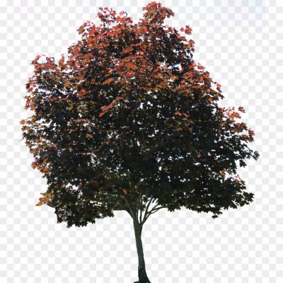 Landscaping-Tree-PNG-Pic-UIRGB5QE.png