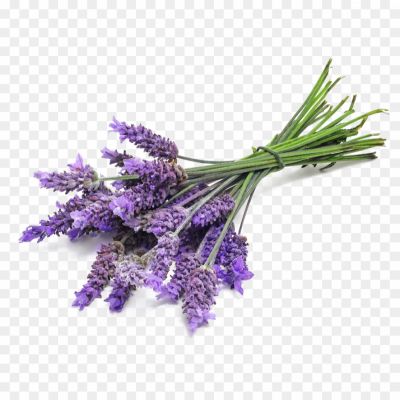 Lavender-Download-Free-PNG-Pngsource-31K3S9WU.png