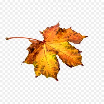 Leaf-PNG-Clipart-Pngsource-VIKUZBMW.png