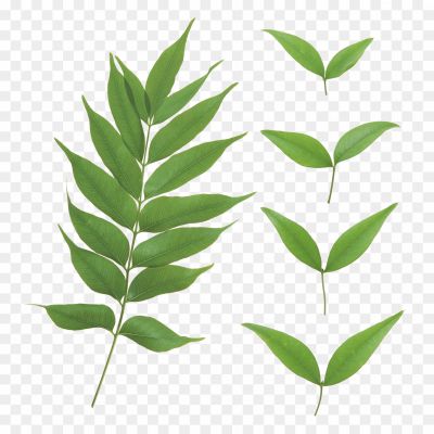 Leaf-PNG-File-Pngsource-4TRZF5CB.png