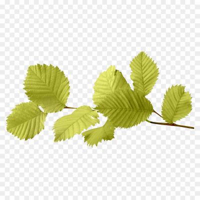 Leaf-PNG-Image-Pngsource-DWZ34E58.png