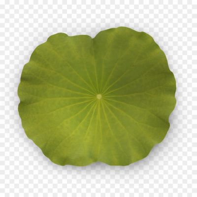 Leaf-Water-Dew-Drop-PNG-Free-Download-Pngsource-KLR4J7KC.png