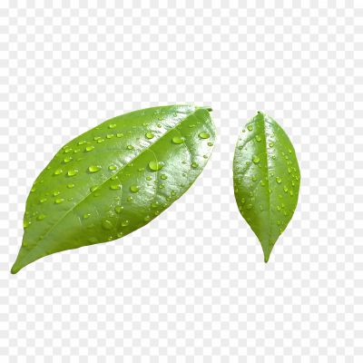 Leaf-Water-Dew-Drop-PNG-Photo-Pngsource-XP5C0POA.png