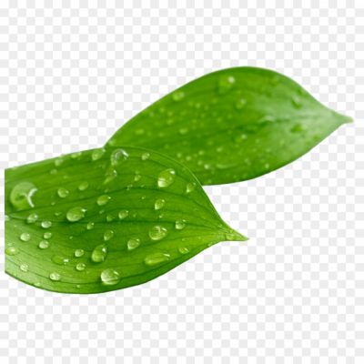 Leaf-Water-Drop-PNG-Clipart-Pngsource-11FC582V.png