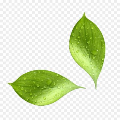 water drop leaf