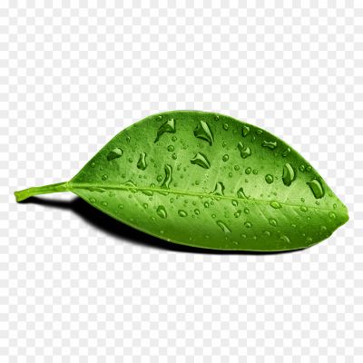 Leaf-Water-Drop-PNG-Transparent-Image-Pngsource-ZO6TPR0W.png