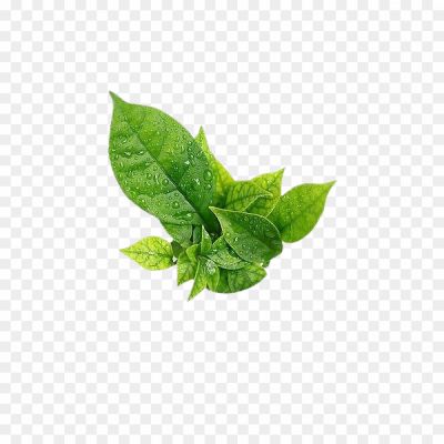 Leaf-Water-Drop-Transparent-PNG-Pngsource-FG97H298.png