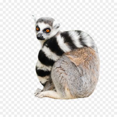 Lemur png image hd_93203902.png