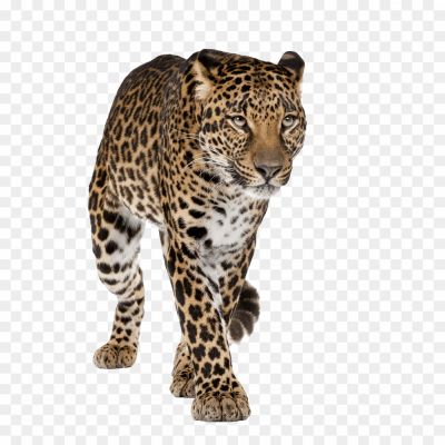 Leopard-Clip-Art-Transparent-File-HGBCIA0Z.png