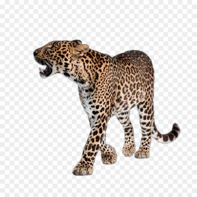 Leopard, Spots, Wildlife, Safari, Predator, Big Cat, Feline, Animal, Jungle, Camouflage, Hunting, Stealth, Speed, Agility, Powerful, Carnivore, Endangered Species, Conservation, Wildlife Photography, Adaptation, Roaming, Climbing, Prowling, Night Vision